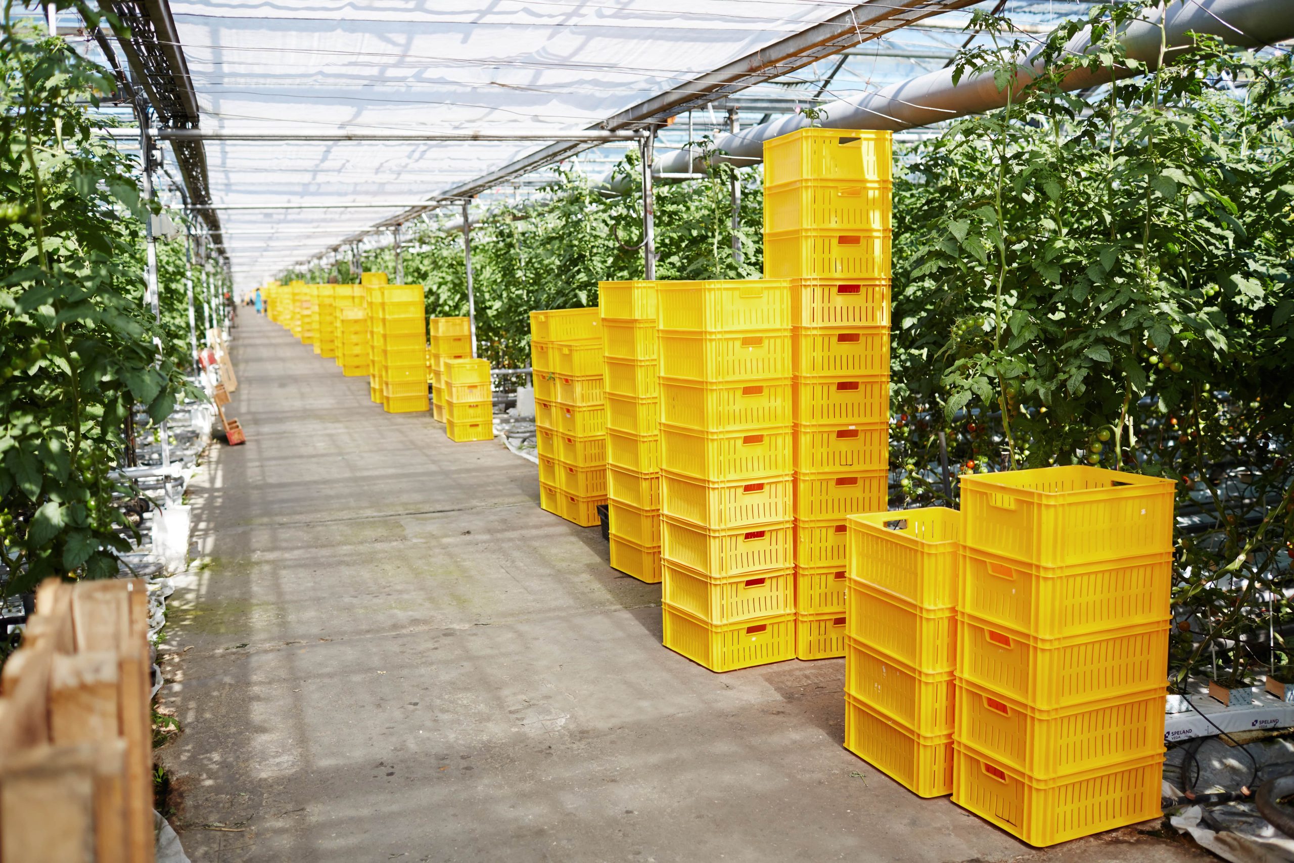 all-year-round-crops-min